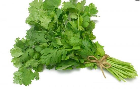 coriander extract benefits