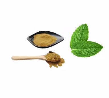 mint leaves extract