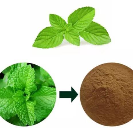 green mint extract