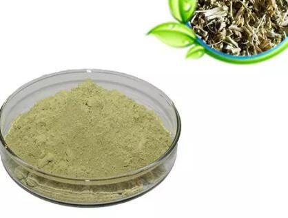 angelica keiskei leaf extract