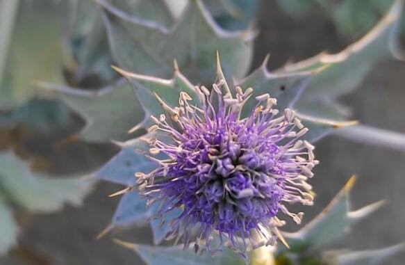 eryngium maritimum extract BENEFITS