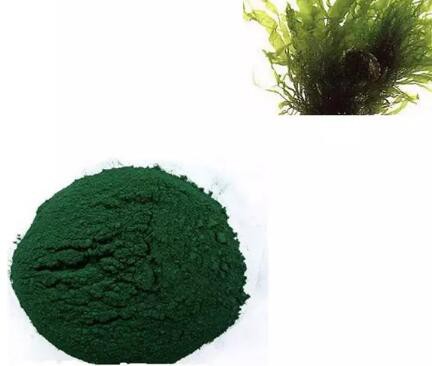 spirulina platensis extract skin care