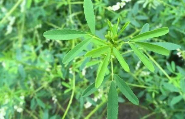 melilotus officinalis extract medicinal uses