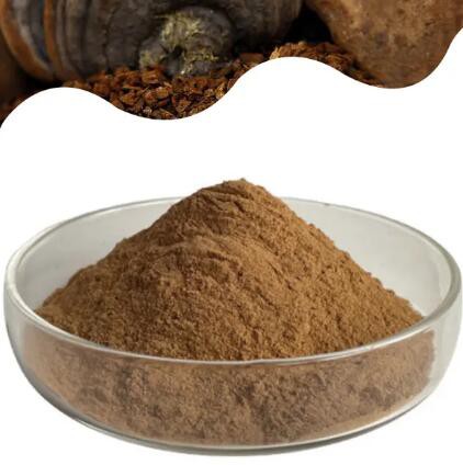 sanghuang mushroom extract