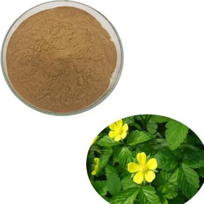 potentilla extract