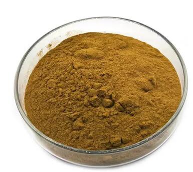 coleus forskohlii root powder