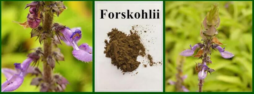 coleus forskohlii and forskolin