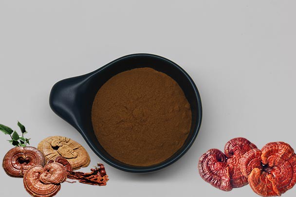 wholesale reishi mushroom powder