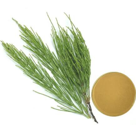 horsetail extract powder