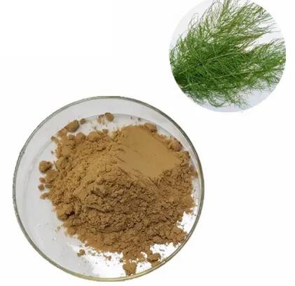 horsetail herb extract