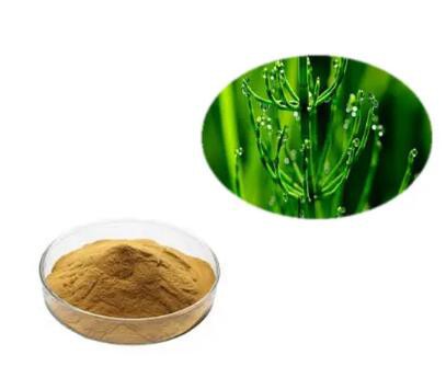 horsetail plant extract