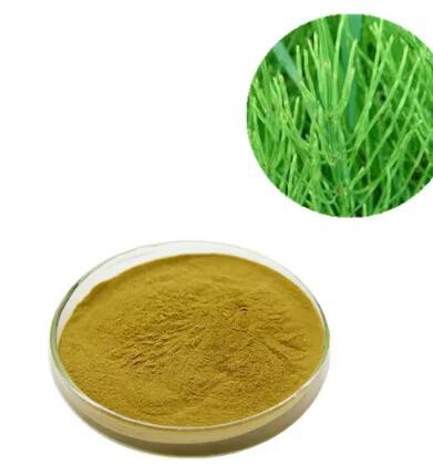 horsetail root extract