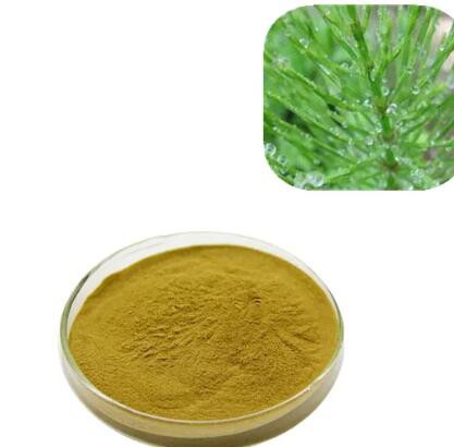 equisetum arvense horsetail extract