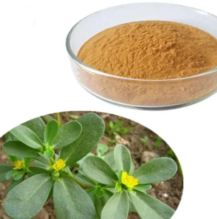 brahmi extract benefits