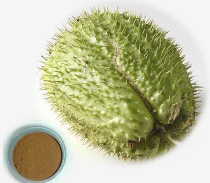 annona squamosa leaf extract