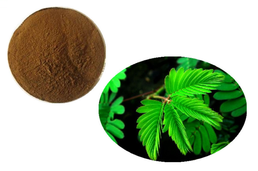 mimosa hostilis root powder